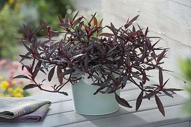 厨师模拟游戏《厨师生涯》发布新预告 今日发售